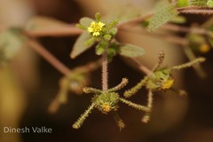 Sigesbeckia orientalis